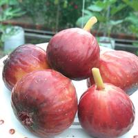 Gambar Bibit Buah Tin Red Palestine dari pusatgrosirbibitt undefined 2 Tokopedia