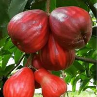 Gambar jambu jamaika jambu boll merah besar 1kg dari Rezeky Alam Herbal undefined 2 Tokopedia