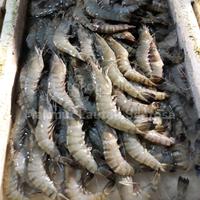 Gambar UDANG TIGER / PANCET / PACET SIZE 30-45EKOR /KG dari Makmur Lautan Sentosa undefined 4 Tokopedia