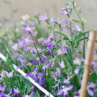Gambar 40Pcs Biji Benih Tanaman Bunga PURPLEFLOWER Seed Super Unggul Pilihan - 1 pcs dari Pusat Biji Shop undefined 1 Tokopedia