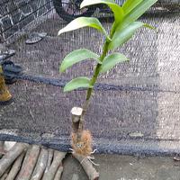 Gambar Anggrek Dendrobium Albertin keki dewasa dari ule_tanaman Kota Bogor 2 Tokopedia