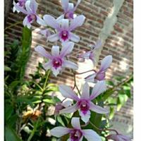 Gambar Anggrek Dendrobium Albertin keki dewasa dari ule_tanaman Kota Bogor 1 Tokopedia