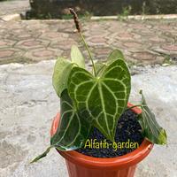 Gambar anthurium king of clarinervium sulamjana dari Alfatih-garden undefined 1 Tokopedia