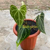 Gambar anthurium king of clarinervium sulamjana dari Alfatih-garden undefined 2 Tokopedia