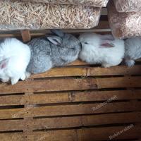 Gambar kelinci lokal murah dari Robitorabbit undefined 2 Tokopedia