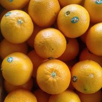 Gambar Sunkist NAVEL fresh jeruk potong manis segar - sunkist navel dari kilau berkah_NEW undefined 3 Tokopedia