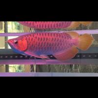 Gambar Arwana Super Red 50cm Jumbo | Merah++ dari Red Dragon Galery undefined 2 Tokopedia