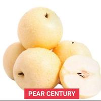 Gambar Buah Pear Century Pear Singo Pear Xianglie Pear Packham Pear Golden : - Pear Century dari fruitsBOX Buah & Sayur Segar undefined 2 Tokopedia