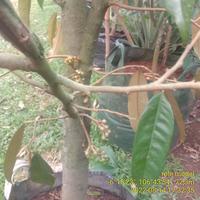 Gambar pohon durian musangking sudah berbuah/berbunga sudah dibonsai btg bsar dari sukses trussss undefined 3 Tokopedia