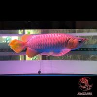 Gambar Arwana Super Red 50cm Jumbo | Merah++ dari Red Dragon Galery undefined 1 Tokopedia