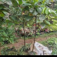 Gambar pohon ketapang kebo pohon pelindung/peneduh tinggi 2 mtr dari garden jaya adhypromandiri undefined 1 Tokopedia
