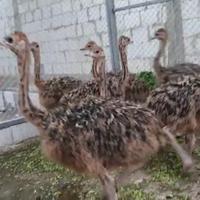 Gambar Anakan Burung Unta Usia 2 Bulan Siap Dijual Harga Termasuk Ongkos Kirim Jawa Via Kereta Api Jenis Kelamin Masih Diprediksi dari Ozy Batik undefined 1 Tokopedia