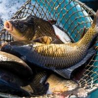 Gambar Ikan Mas hidup segar fresh 1 kg, 1kg, 1000 gram dari Doyan daging Tanggerang undefined 1 Tokopedia