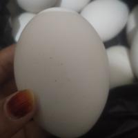 Gambar TELUR ANGSA FRESH SIDOARJO READY STOCK dari zahranism undefined 1 Tokopedia