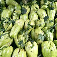 Gambar bibit labu siam super dari Bumi Exotic undefined 3 Tokopedia