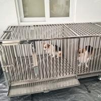 Gambar Kandang Anjing Stainless Steel dari Zikry Abadi Teknik undefined 2 Tokopedia