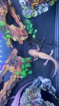 Gambar Axolotl Albino dari Bro reptil undefined 2 Tokopedia