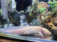 Gambar Axolotl Albino dari Bro reptil undefined 1 Tokopedia