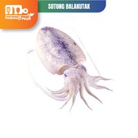 Gambar IKAN SOTONG CUMI BALAKUTAK SEGAR 500 GRAM BLAKUTAK BLEKUTAK dari PANJUNAN FRESH MART undefined 1 Tokopedia