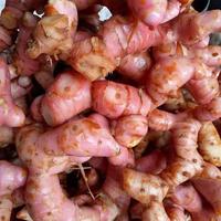 Gambar Laos lengkuas laja merah 1 kg - 1 kg dari alfath grosir bahan jamu undefined 1 Tokopedia