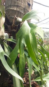 Gambar tanduk rusa dari dara garden undefined 2 Tokopedia