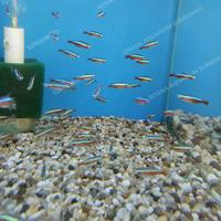 Gambar ikan neon kardinal dari ISTANA AQUARIUM SUMEDANG undefined 3 Tokopedia