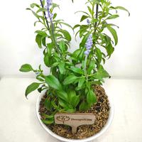 Gambar Tanaman Hias SALVIA FARINACEAE | Bunga Ungu dari BungaKita Bandung undefined 3 Tokopedia