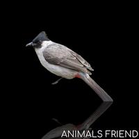 Gambar BURUNG KUTILANG JAWA dari Animal Friends ID undefined 1 Tokopedia