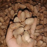 Gambar biji pala lonjong 1 kg dari Haloho Jaya Lestari undefined 2 Tokopedia