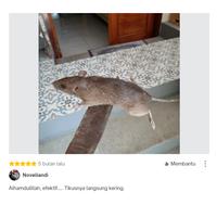 Gambar Racun Tikus Maowang Mati ditempat kering Ampuh Kuning Hologram dari Juragan Racunku undefined 3 Tokopedia