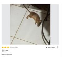 Gambar Racun Tikus Maowang Mati ditempat kering Ampuh Kuning Hologram dari Juragan Racunku undefined 4 Tokopedia