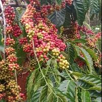 Gambar Entres entris Kopi Robusta Lampung asli 20 pcs dari Ruang Agro undefined 4 Tokopedia
