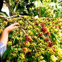 Gambar Entres entris Kopi Robusta Lampung asli 20 pcs dari Ruang Agro undefined 2 Tokopedia