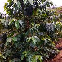 Gambar Entres entris Kopi Arabika ateng Super 20 pcs dari Ruang Agro undefined 5 Tokopedia