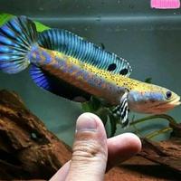Gambar (Cod) Ikan Channa Cana Canna Pulcra ukuran 7-8cm Murah Nampol dari Bumi channa official undefined 1 Tokopedia