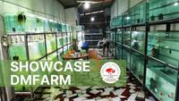 Gambar IKAN MAS KOKI DEMEKIN CALICO SIZE 9-10 CM PILIHAN ASLI GARANSI dari DELIMAMERAHFARM STORE undefined 5 Tokopedia