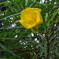 Gambar pohon casabela/ginje tinggi 2 mtr dari garden jaya adhypromandiri undefined 1 Tokopedia