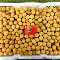 Gambar Lengkeng Import Thailand 1krat dari Ari NK Freshfruits undefined 1 Tokopedia