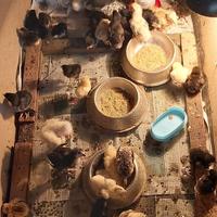 Gambar Probiotik Ayam dari BlueGreen Biotech undefined 2 Tokopedia