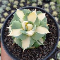Gambar Tanaman Agave Shoji raijin Variegata Kuning dari hiasankaktus. id undefined 3 Tokopedia