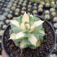 Gambar Tanaman Agave Shoji raijin Variegata Kuning dari hiasankaktus. id undefined 4 Tokopedia
