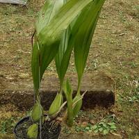 Gambar Anggrek hitam (Coelogyne pandurata) dari Raisha-store undefined 5 Tokopedia