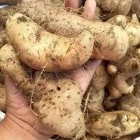 Gambar ubi gembili umbi gembili 1kg dari Rezeky Alam Herbal undefined 1 Tokopedia