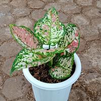 Gambar Aglonema tri Color dari saung pojok plants undefined 2 Tokopedia