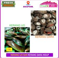 Gambar KERANG HIJAU IJO DAN KERANG DARA HIDUP - KERANG IJO dari Pindo AR undefined 1 Tokopedia