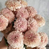 Gambar Bunga Gompie isi 10 Tangkai (Bunga Potong Segar) - Orange dari Palapa Florist undefined 1 Tokopedia