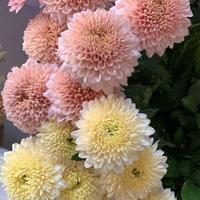 Gambar Bunga Gompie isi 10 Tangkai (Bunga Potong Segar) - Orange dari Palapa Florist undefined 2 Tokopedia