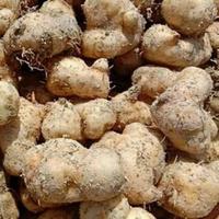 Gambar ubi gembili umbi gembili 1kg dari Rezeky Alam Herbal undefined 2 Tokopedia