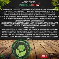 Gambar Vitamin Nutrisi Otak Anak Obat Herbal Penambah Daya Ingat Kecerdasan - BRAINOVIT dari Herbalist Naturindo undefined 3 Tokopedia