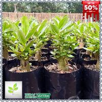 Gambar bunga adenium avenue of star - tanaman adenium bunga kamboja dari LunaPlants undefined 3 Tokopedia